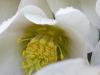 Schneerose (Helleborus niger)