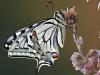 Schwalbenschwanz (Papilio machaon)