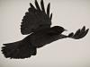 Alpendohle (Pyrrhocorax graculus) 