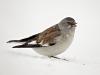 Schneefink (Montifringilla nivalis)