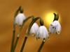 FrÃ¼hlingsknotenblume (Leucojum vernum)