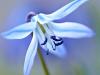 ZweiblÃ¤ttriger Blaustern (Scilla bifolia)
