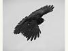 Alpendohle (Pyrrhocorax graculus) 