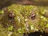 ErdkrÃ¶te (Bufo bufo)