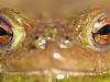 ErdkrÃ¶te (Bufo bufo)