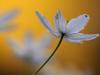 BuschwindrÃ¶schen (Anemone nemorosa)