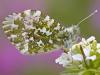 Aurorafalter (Anthocharis cardamines)