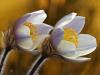 FrÃ¼hlings-KÃ¼chenschelle (Pulsatilla vernalis)