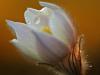 FrÃ¼hlings-KÃ¼chenschelle (Pulsatilla vernalis)