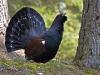 Auerhuhn (Tetrao urogallus)