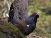 Auerhuhn (Tetrao urogallus)