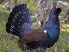 Auerhuhn (Tetrao urogallus)