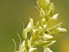 ZweiblÃ¤ttrige Waldhyazinthe (Platanthera bifolia)