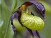 Gelber Frauenschuh (Cypripedium calceolus)
