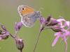 Kleines WiesenvÃ¶gelchen (Coenonympha pamphilus) 