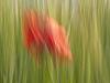 Mohn