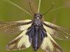 Libellen-Schmetterlingshaft (Libelloides coccajus)