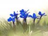 FrÃ¼hlings-Enzian (Gentiana verna)