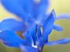 FrÃ¼hlings-Enzian (Gentiana verna)