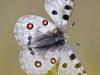 Apollofalter (Parnassius apollo)
