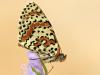 Roter Scheckenfalter (Melitaea didyma)