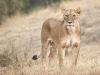 LÃ¶we (Panthera leo)