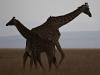 Giraffe (Giraffa camelopardalis)
