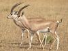 Grant-Gazelle (Nanger granti)