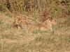 LÃ¶we (Panthera leo)