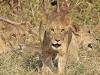 LÃ¶we (Panthera leo)