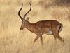Impala (Aepyceros melampus)
