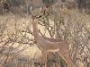 Giraffengazelle (Litocranius walleri)