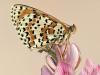 Roter Scheckenfalter (Melitaea didyma)