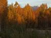 Moor im Herbst
