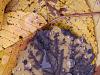 Herbstlaub