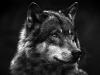 Wolf (Canis lupus)