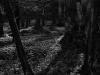 Herbstwald