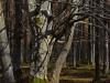 Herbstwald