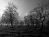 Moor im Herbst