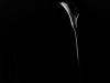 Calla