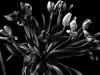 Tulpen