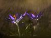 Krokus (Crocus)