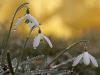 SchneeglÃ¶ckchen (Galanthus nivalis)