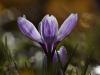 Krokus (Crocus)