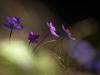 LeberblÃ¼mchen (Hepatica nobilis)