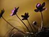 LeberblÃ¼mchen (Hepatica nobilis)