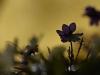 LeberblÃ¼mchen (Hepatica nobilis)