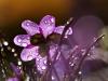 LeberblÃ¼mchen (Hepatica nobilis)