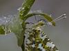 Aurorafalter (Anthocharis cardamines)