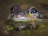 Grasfrosch (Rana temporaria)
